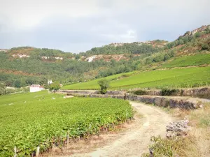 Paisajes de la Côte-d'Or - Viñedo Côte de Beaune: camino por los viñedos de Santenay