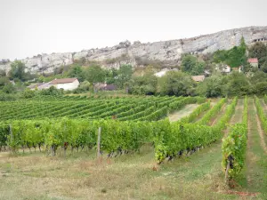 Paisajes de la Côte-d'Or - Campo de viñas y casas al pie de los acantilados de Saint-Romain y Orches