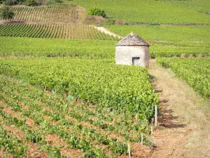 Paisajes de la Côte-d'Or - Viñedo Côte de Beaune: cabotte redondo (cabaña de viticultor) en medio de los viñedos de Savigny-lès-Beaune