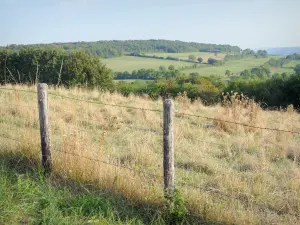 Paisajes de la Côte-d'Or - Vista del paisaje boscoso desde el borde de un campo cercado