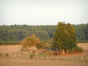 Paisajes de la Côte-d'Or - Pastos al borde del bosque