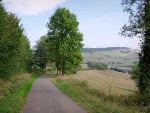 Paisajes de la Côte-d'Or - Pequeño camino bordeado de árboles