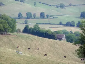 Paisajes de la Côte-d'Or - Vacas en un pasto inclinado
