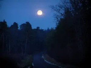 Paisajes de la Côte-d'Or - Camino forestal iluminado por la luna llena