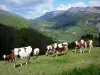 Paisajes del Delfinado - Parque Natural Regional de Vercors (Vercors): rebaño de vacas en un prado con vistas a las montañas del Vercors