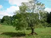 Paisajes de Deux-Sèvres - Los árboles en el medio de un prado