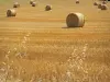 Paisajes de Deux-Sèvres - Las balas de paja en un campo