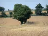 Paisajes de Deux-Sèvres - Los árboles, rodeado de campos