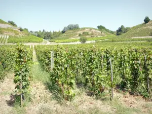 Paisajes de Drôme - Vides del viñedo Hermitage