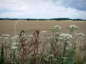 Paisajes de Essonne - Flores silvestres en el primer plano con vistas a los campos de trigo, en el Parque Natural Regional de Gâtinais franceses