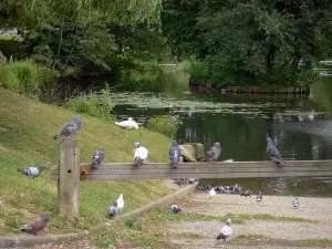 Paisajes de Essonne - Las palomas que se sientan en los bancos del río Yerres (Valle de Yerres)