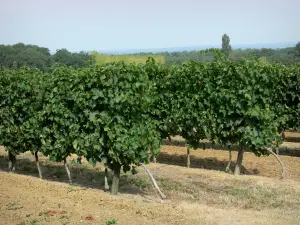 Paisajes de Gascuña - Viñedos de la Armagnac