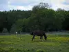 Paisajes de Indre y Loira - Dos caballos en un prado salpicado de flores silvestres y árboles en el fondo