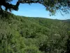 Paisajes del interior de Var - Maures colinas: los árboles en primer plano y las colinas cubiertas de bosques