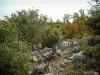 Paisajes del interior de Var - Arbustos, vegetación, rocas y árboles