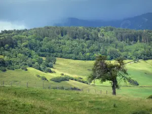 Paisajes del Jura - Pastos, árboles, bosques y montañas en el fondo