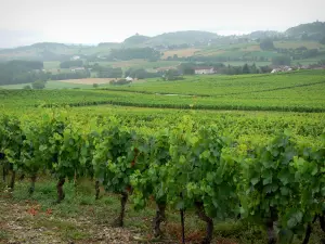 Paisajes del Jura - Viñedos de los viñedos de Jura, casas y campos