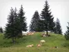 Paisajes del Jura - Rebaño de vacas en un potrero (pasto), el abeto, en el Parque Natural Regional del Haut-Jura