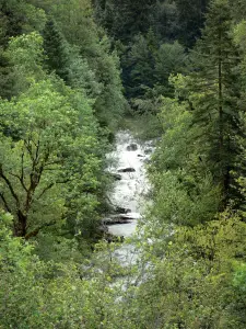 Paisajes del Jura - Río bordeado de árboles