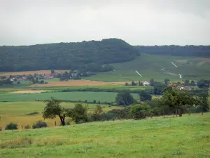 Paisajes del Jura - Los pastizales, campos, árboles, casas, viñas (viñedos de Jura) y el bosque en el fondo