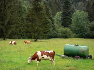 Paisajes del Jura - Vacas en un prado, fuente, cisterna y abetos