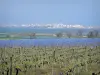 Paisajes de Languedoc - Campo de vides, arbustos, estanques y complejo de Palavas-les-Flots fondo