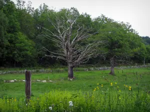 Paisajes de Lemosín - Wildflower prado y árboles