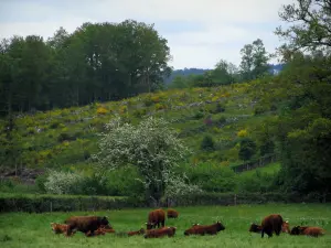 Paisajes de Lemosín - Limousin vacas en el pasto, árboles y flores de escoba