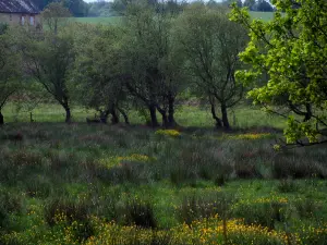 Paisajes de Lemosín - Las flores silvestres y árboles