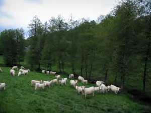 Paisajes de Lemosín - Vacas en un prado y árboles