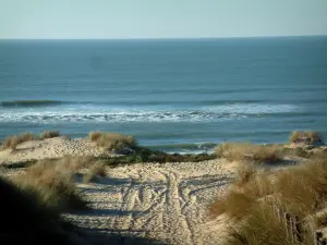 Paisajes del litoral de Charente Maritimo - Arvert península: camino de arena, bordeada de vegetación de playa, lo que lleva a la playa de la Costa Salvaje, mar (Océano Atlántico)