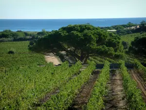 Paisajes del litoral de la Costa Azul - De viñedos de Côtes de Provence), pino (árboles) y el Mar Mediterráneo