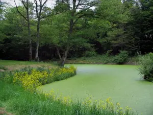 Paisajes de Loir y Cher - Los árboles y las flores en un estanque