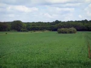 Paisajes de Loir y Cher - Los árboles que bordean el campo y las nubes en el cielo