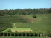 Paisajes de Marne - Viñedos de Champagne: las vides y los parches de árboles