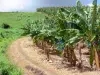 Paisajes de Martinica - Camino a lo largo de un campo de plátano