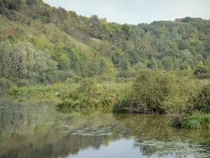 Paisajes de Picardía - Lago del Alto Somme, la vegetación y los árboles