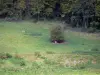 Paisajes de Picardía - Pradera con algunos árboles ovejas,