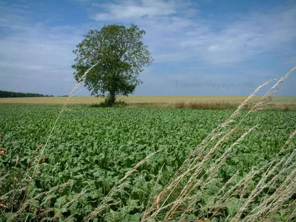 Paisajes de Picardía - Mazorcas y los campos de cultivo con un árbol