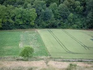 Paisajes de Picardía - Ver más campos de cultivo y árboles de un bosque