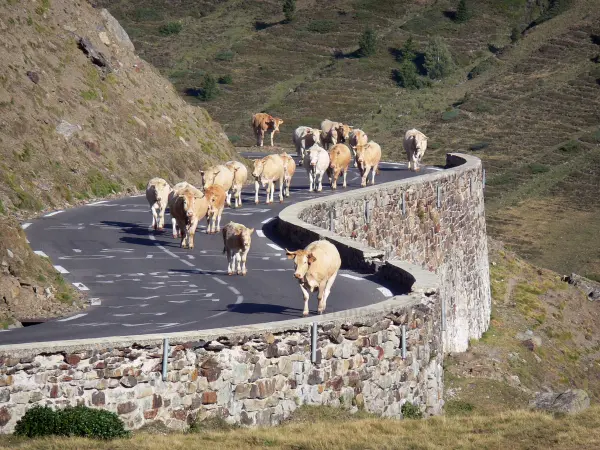 Paisajes de los Pirineos - Rebaño de vacas en el camino a Lautaret