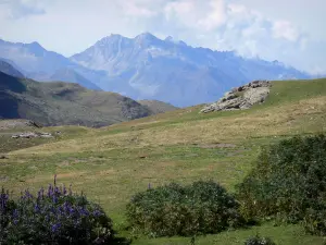 Paisajes de los Pirineos - Parque Nacional de los Pirineos: flores, la hierba (pasto) y las montañas