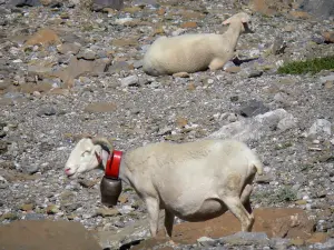 Paisajes de los Pirineos - Las ovejas, un carnero con una campana en Gavarnie (Pirineo Parque Nacional)
