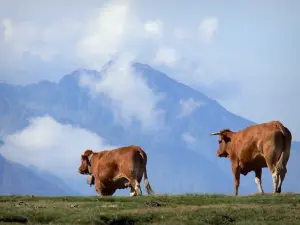 Paisajes de los Pirineos - Las vacas caminando a través de un prado, montañas en el fondo, en el Parque Nacional de los Pirineos