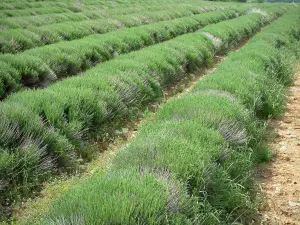 Paisajes de Provenza - Campo de la lavanda