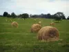 Paisajes de Quercy - Las balas de paja en un campo y los árboles en el fondo