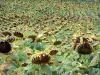 Paisajes de Tarn - Campo de girasoles