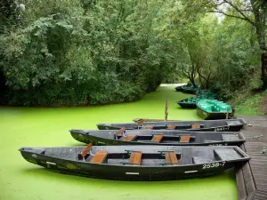 Paisajes de Vendée - Marais Poitevin (húmedo pantano): muelle, los barcos amarrados, concha (canal pequeño) de la Venise Verte y los árboles, Maillezais