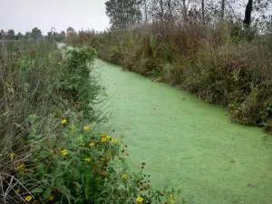 Paisajes de Vendée - Marais Poitevin: caracol (canal pequeño) forrada con flores silvestres y la vegetación