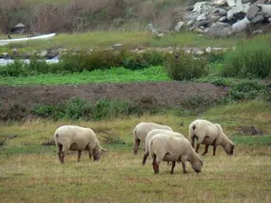 Paisajes de Vendée - Las ovejas en un prado